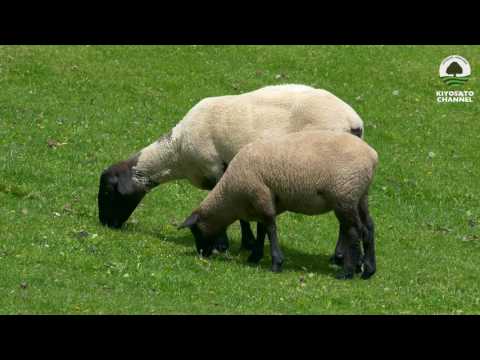 まきば公園の動物達
