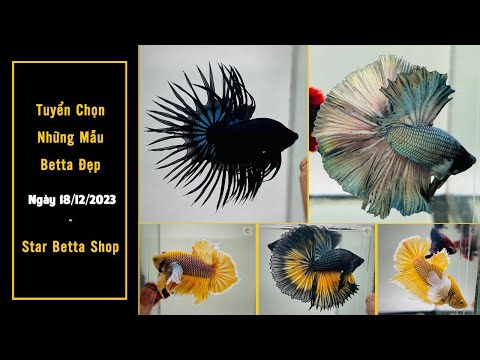 Betta Đuôi Tưa, Dumbo Dứa, Halfmoon, Fancy 18/12 - Star Betta Shop 0382698808