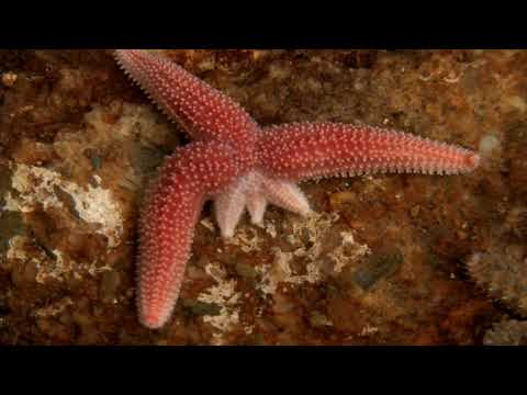 Starfish Limb Regeneration