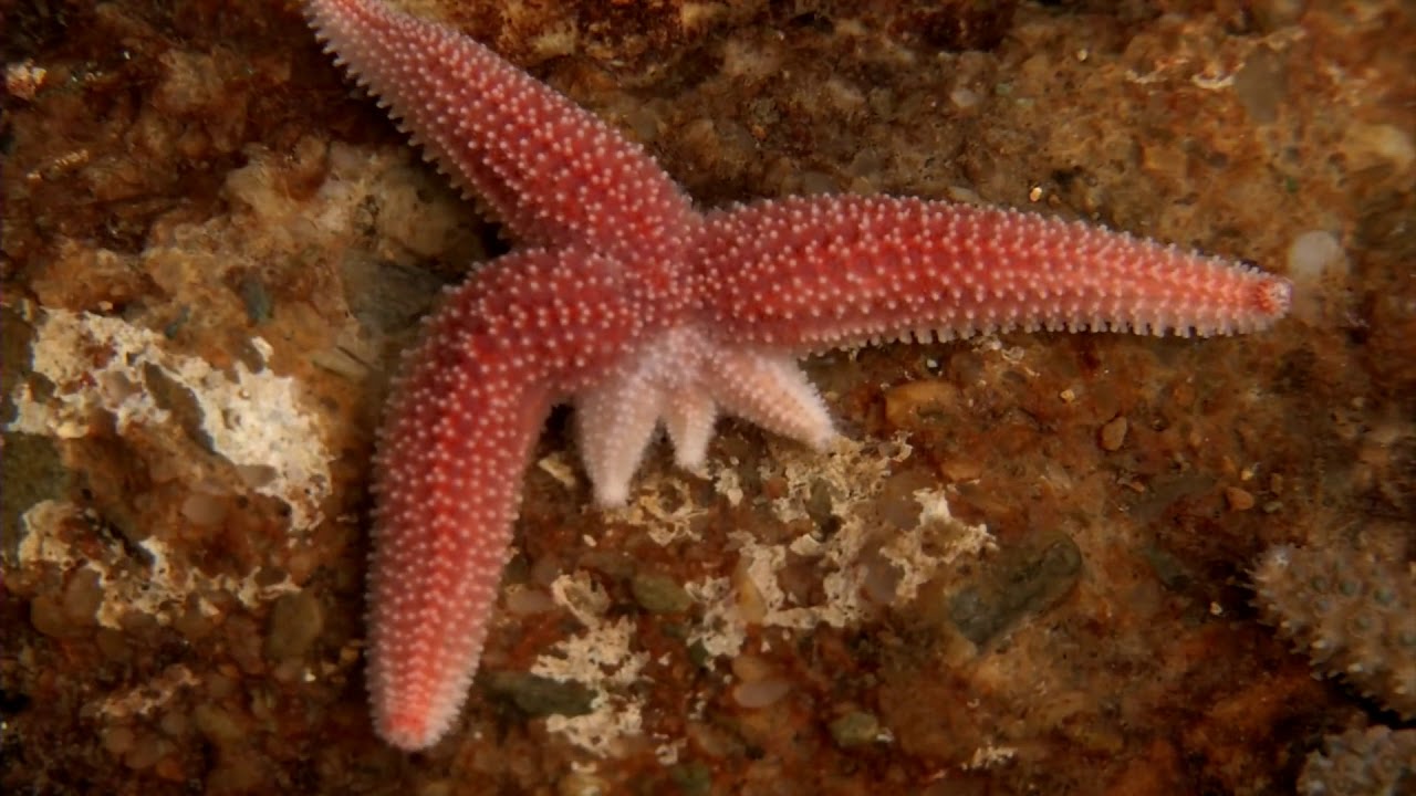 13 Types of Saltwater Starfish to Add Sparkle to Your Tank
