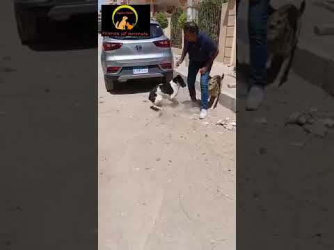 حدائق الاهرام