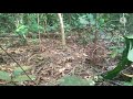 Mikat Murai Batu