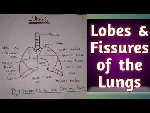 LOBES AND FISSURES OF THE LUNGS WITH DIAGRAM 👍