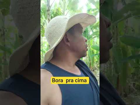 mostrando as Bananeiras