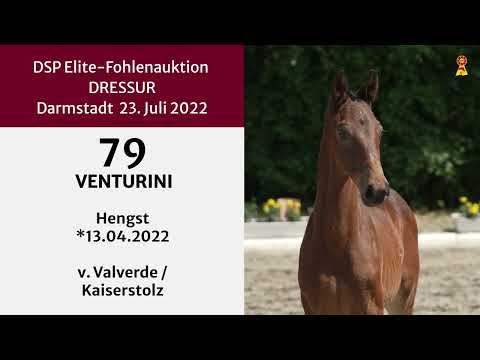 KN 79: Hengstfohlen v. Valverde / Kaiserstolz