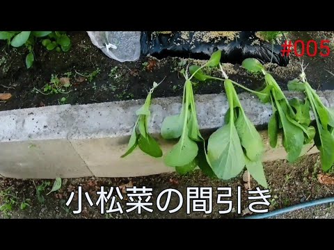 カブ 植物