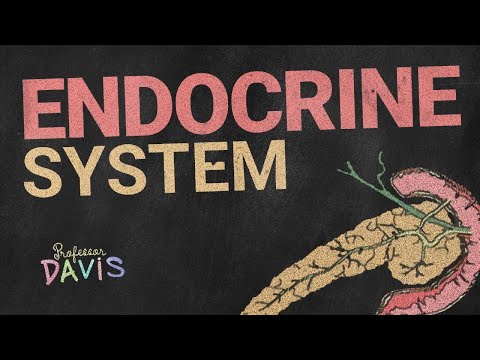 Endocrine System