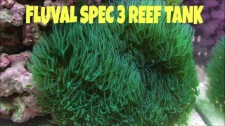 How to setup a Fluval SPEC 3 Reef tank, UPDATE