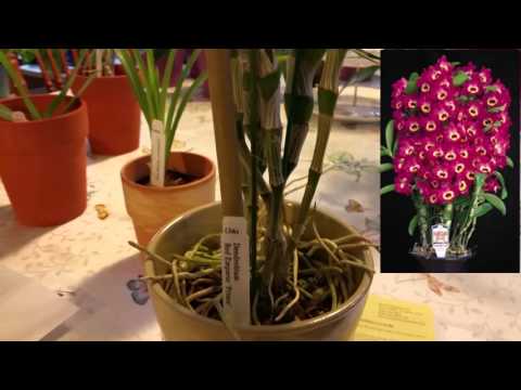 A Closer Look At My New Birthday Orchid Haul