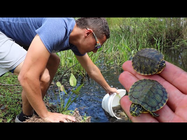 Rescuing BABY TURTLES From HUNGRY Pond EATERS!!