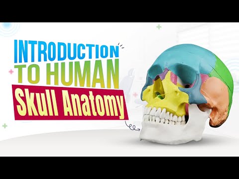 Understanding Bones of the Human Skull | Dentalkart