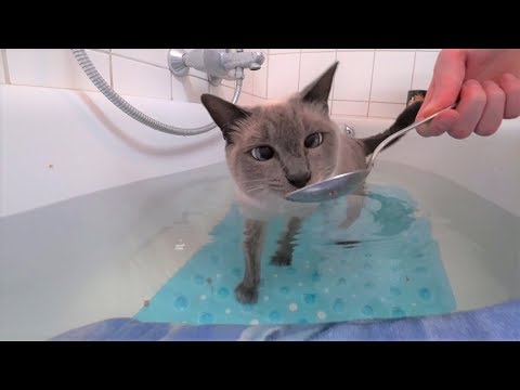 Tutorial: How to get a Cat used to Water/a Bath (no Stress/Forcing) Part 2: Half in Water (Bathtub)