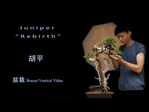 Juniper Bonsai "Rebirth" by Hu Ping - Vertical Bonsai Video
