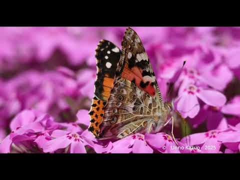 ヒメアカタテハの吸蜜　EOSR5Mk2動画