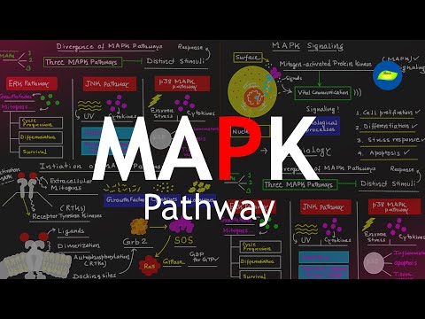 MAPK Pathway: The Cellular Signaling Powerhouse | Community Health