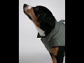 Dog vest, pattern №987-4