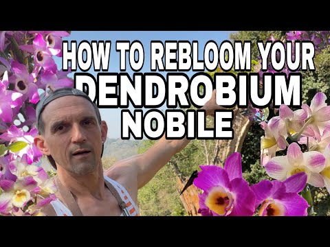 Dendrobium nobile care for beginners | | Orchids 101 | | Keep your Dendrobium alive!