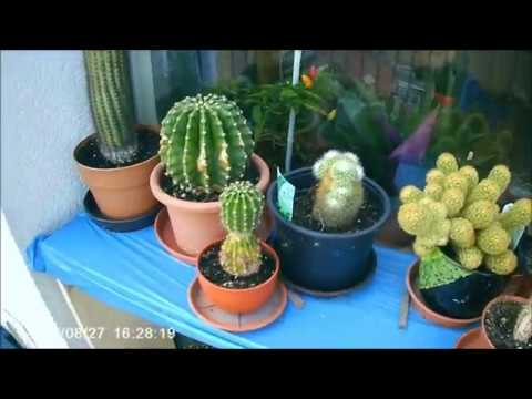 kaktusz zsírvesztés)