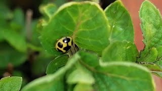 Yellow Ladybug in my Garden || #FunandMore ||
