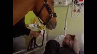 حصان يبكي على صاحبه مريض سبحان الله