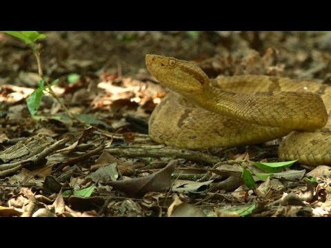 Bothrops Insularis