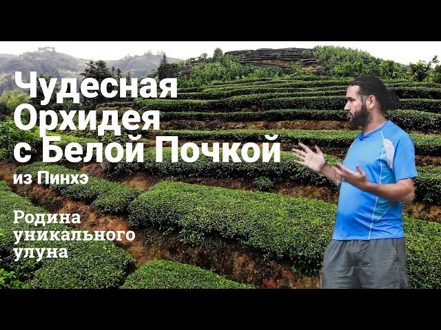Путешествие  по Фуцзянь. Чудесная Орхидея из Пинхэ. Редкий сорт чая улун - Пинхэ Бай Я Цилань