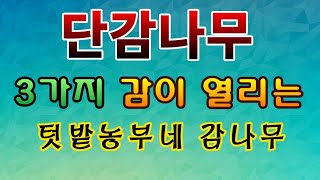 [텃밭농부.764]  3가지 감이 열리는 재미난 단감나무#단감재배