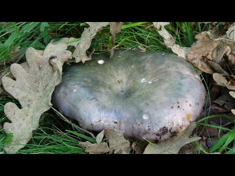 Russula  Cyanoxantha / Charcoal Burner/  Urretxa/ Carbonera