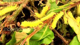 Sericulture at Didna Village, Uttarakhand 