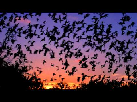 Makuna Gamcemlidze, Datuna Sirbiladze, Giorgi Bokuchava - Mercxalo_RADIO NACNOBI