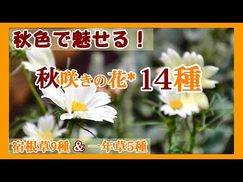秋に植える花は何ですか？ 9月と10月には球根、多年草、一年生植物がおすすめです。  庭園