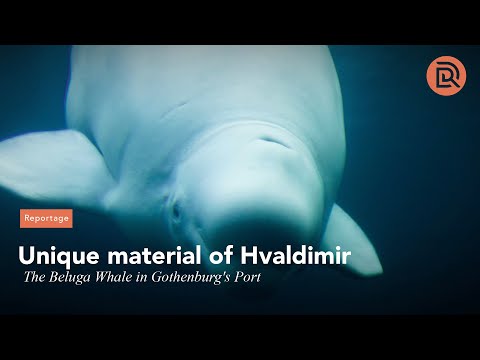 Här dyker valen Hvaldimir upp i Göteborgs hamn