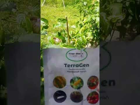 Testimoni Cabe Halaman Rumah