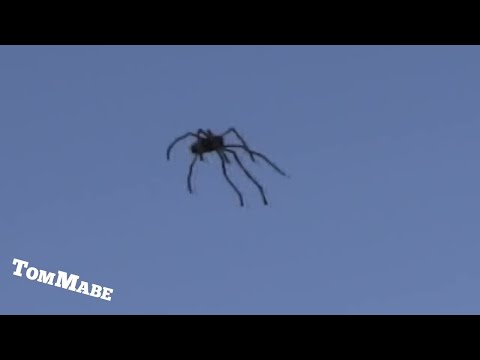 Tom Mabe - Flying Spider Prank