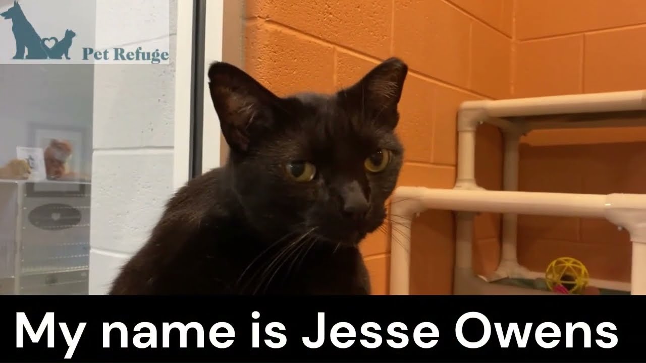 Jesse Owens, a Adoptable mixed breed in South Bend, IN video 5/5