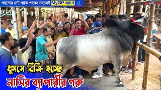 ধুমসে বিক্রি হচ্ছে নাসির বেপারীর গরু! গাবতলী গরুর হাট! qurbani cow price 2025