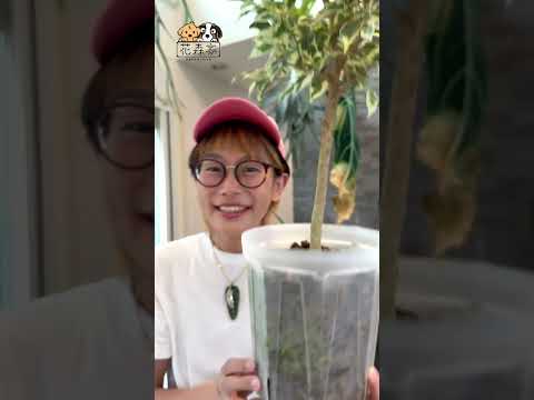 園芸 カップ型スイカズラ