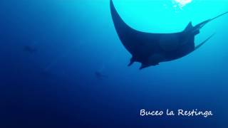 Buceo la Restinga. Manta en El Hierro, Islas Canarias | BARCO CHINO - LA RESTINGA - EL HIERRO - Santa Cruz de Tenerife La Restinga Spain foto 2