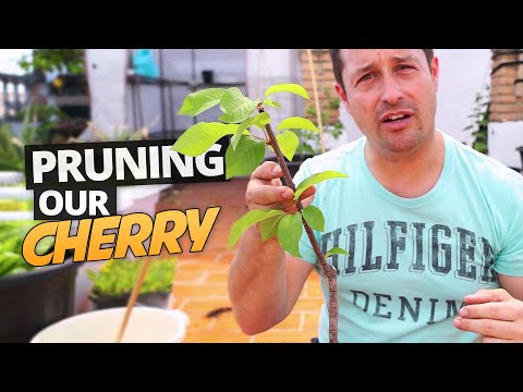 Making the Scaffold Prune on our Seed Grown Cherry Trees