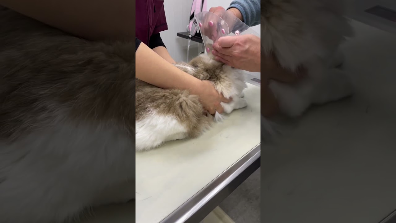 病院は嫌だよね、わかるよ🥺#予防接種 #3種混合#ワクチン #マカロンdaily #ラグドール #布偶猫 #ragdolls #ragdolls #可愛い #cat