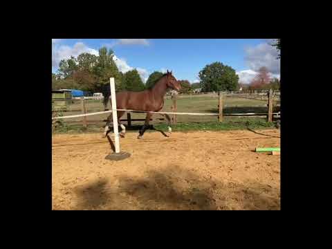 Fs Blue Esprit free moving and loose jumps