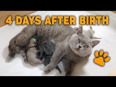 🌷4 Days after Birth ~ Newborn Kittens are Fighting for Nursing Spot 😍~ So Cute!!!