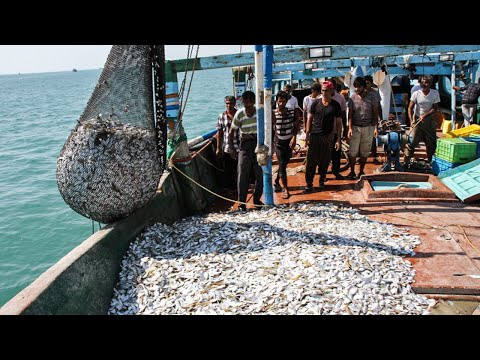 Big Catch Fishing in The Deep Sea With Big Boat