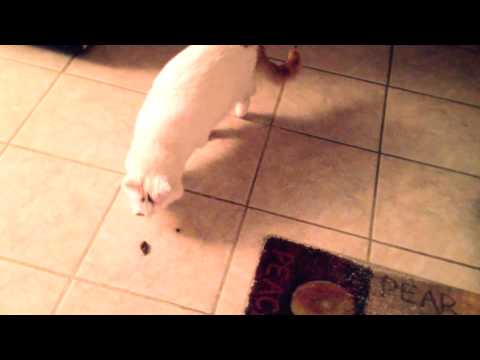 Fluffy Cat Tries to Bury Poop Accident on Floor!