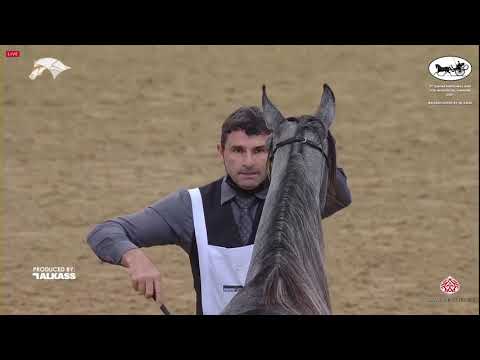 N 77 SHAHBA UMM ALUDHAM   9th Qatar National AHS for Individual Owners   Fillies 2 Years Old Class 2