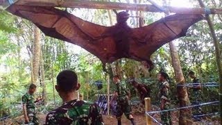 GIANT BAT CAPTURED, WHAT IS IT?