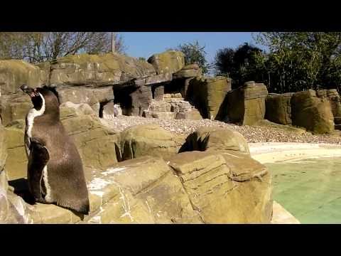 Drusillas penguin The Great Escape