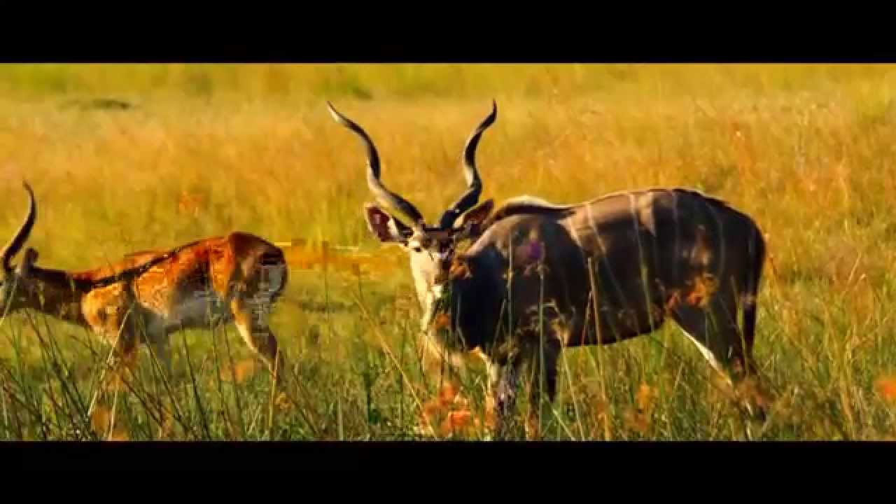 Namibia: Caprivi (0:23)