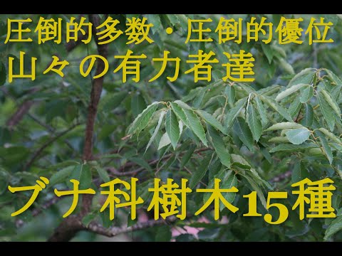 ヨーロッパブナ 植物