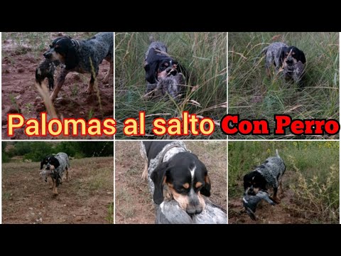 TOP LANCES A TORCAZ Y VAYA COBROS DEL PERRO//PALOMAS AL SALTO CON PACHÓN NAVARRO.